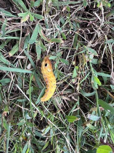 Spicebush Swallowtail
