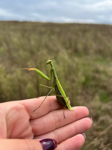 European Mantis