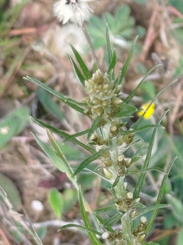Woodland Cudweed