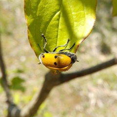 Lachnaia sexpunctata