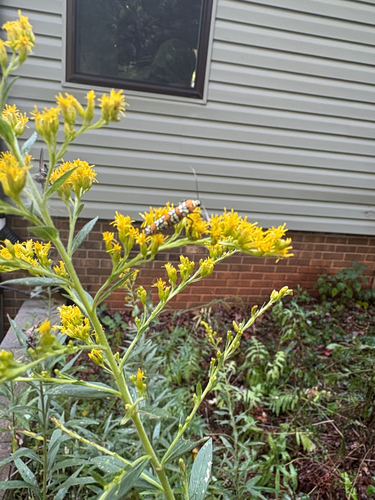 Ailanthus Webworm Moth