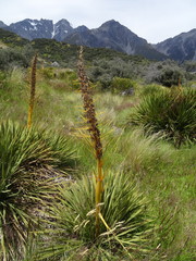 Aciphylla