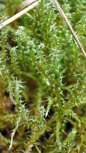 Square Gooseneck Moss