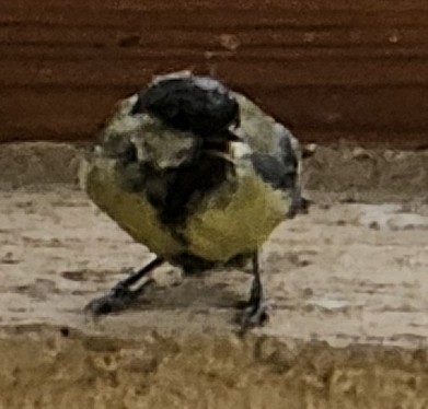 Great Tit
