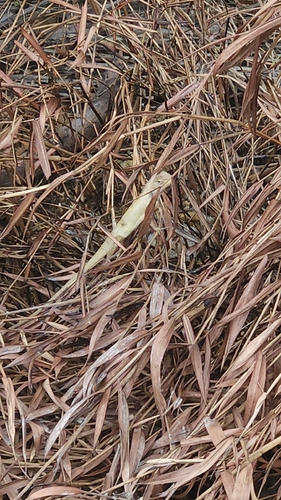 Thai Garden Lizard