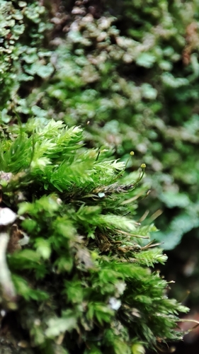 Bud-headed Groove-moss