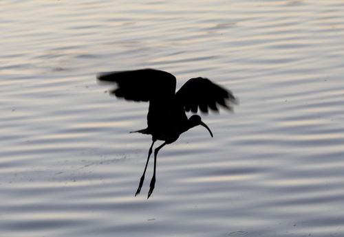 White-faced Ibis