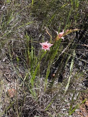 Gladiolus carneus, photograph (c) chrisdt, some rights reserved (CC BY)