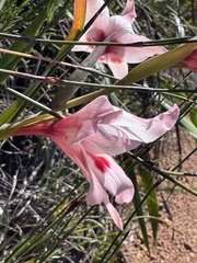 Gladiolus carneus, photograph (c) chrisdt, some rights reserved (CC BY)