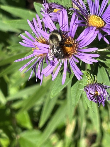 Common Eastern Bumble Bee