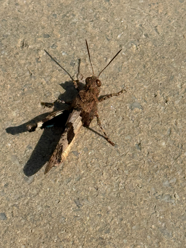 Blue-winged Grasshopper