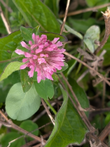 Red Clover