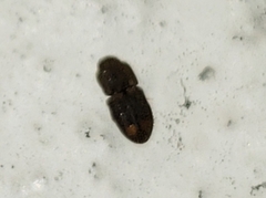 Rismethus squamiger
