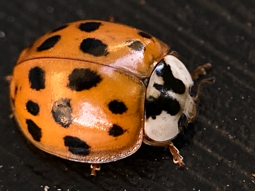 Asian Lady Beetle