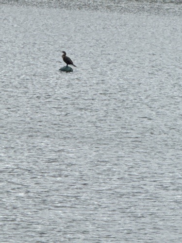 Double-crested Cormorant