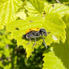 Lachnaia sexpunctata