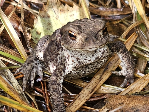 European Toad