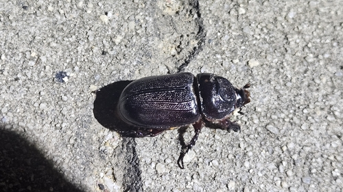 Coconut Rhinoceros Beetle