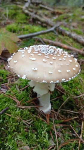 Amanita pantherina — no rights reserved