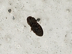 Rismethus squamiger