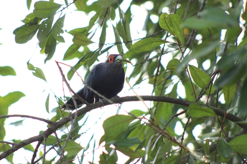 Chestnut-bellied Malkoha