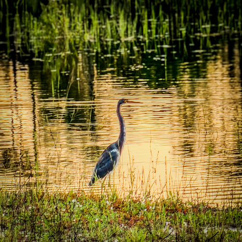 Tricolored Heron