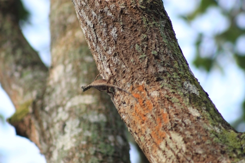 Common Gliding Lizard