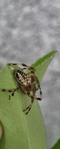 Cross Orbweaver