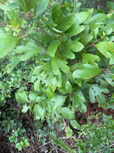 sassafras