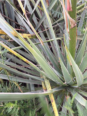 Yucca necopina