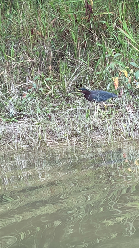 Green Heron