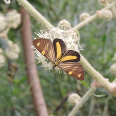 Phaeochlaena lampra