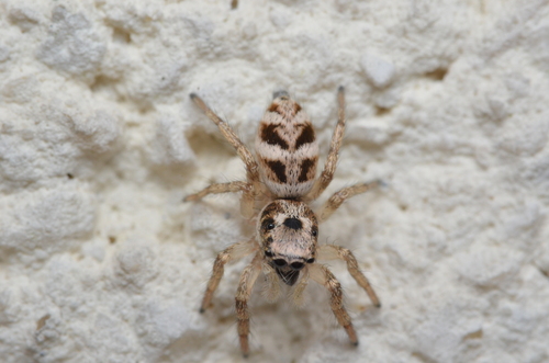 Zebra Jumping Spider