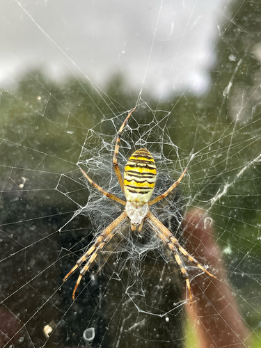 Wasp Spider