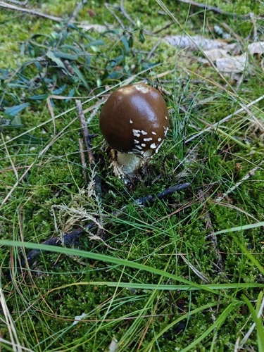 Royal fly agaric