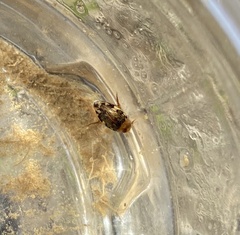 Laccophilus maculosus