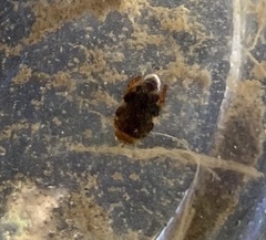 Laccophilus maculosus