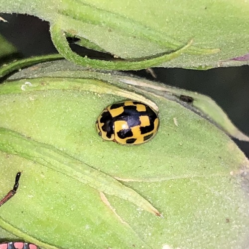 Fourteen-spotted Lady Beetle