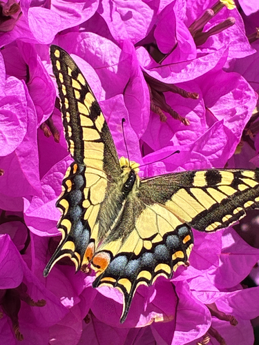 Old World Swallowtail
