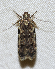 Chionodes pereyra