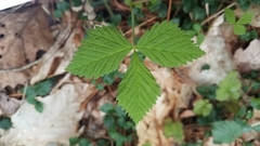 Rubus pubescens