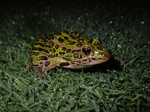 Northern Leopard Frog