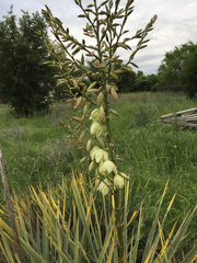 Yucca necopina