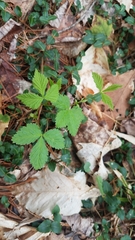 Rubus pubescens