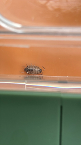 Common Striped Woodlouse