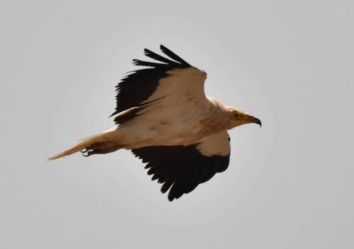 Egyptian Vulture