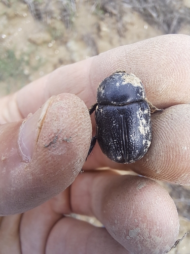 Pentodon bidens punctatus