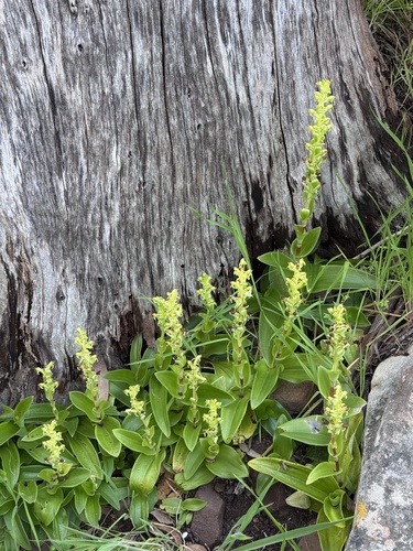 Satyrium odorum, photograph 3