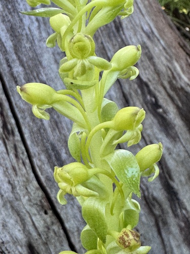 Satyrium odorum, photograph 4