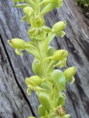 Satyrium odorum, photograph (c) chrisdt, some rights reserved (CC BY)